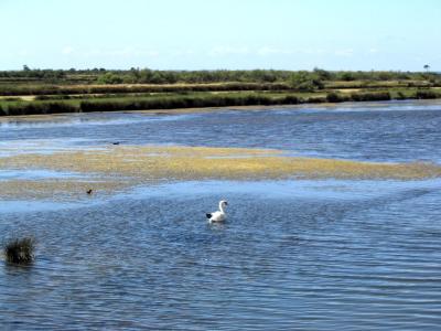 Domaine de Certes: fish pond with swan