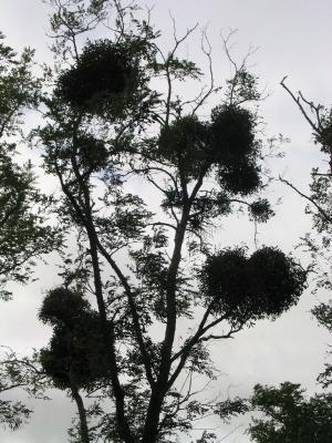 Blaye: gui ŕ gogo (lots of mistletoe)