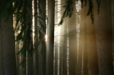 Forest in Morning Light.jpg