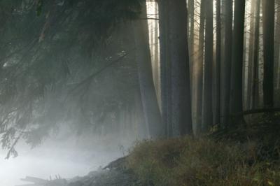 Forest in Morning Mist.jpg