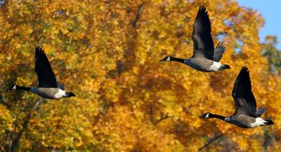 Geese in Flight.jpg