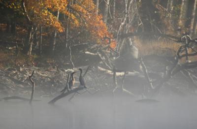 Cormorants in the Mist.jpg