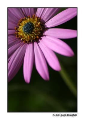 u46/britishbeef/medium/29777160.pinkflower.jpg