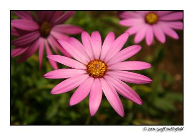 pink flowers.jpg