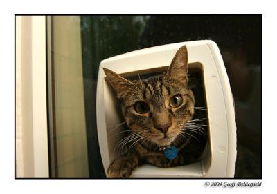 Joey looking out of catflap.jpg