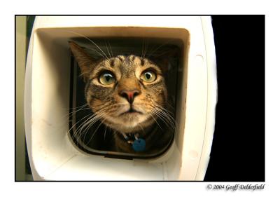 Joey looking out of catflap 2.jpg