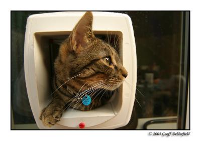 Joey looking right out of catflap.jpg