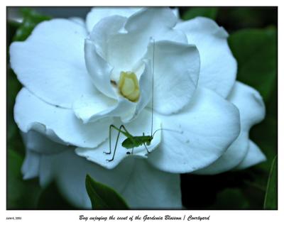 Bug enjoying the nicely scented Gardenia blossom