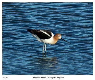 American Avocet at the Sunnyvale Baylands