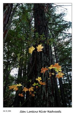 Fall color in the Redwoods