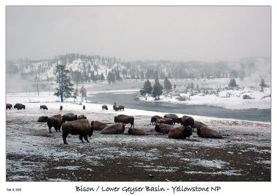 Bison at the Lower Geyser Basin