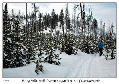 John skiing by the young Lodgepole Pines