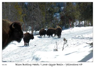 Bisons butting heads