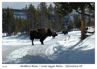 Stubborn Bison on the road