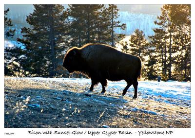 Bison with Sunset glow