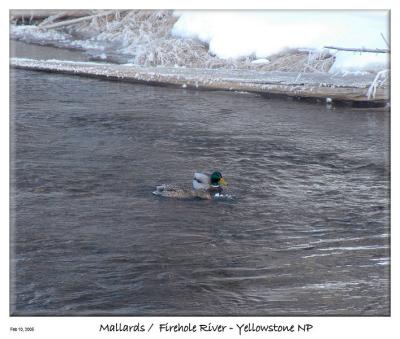 Mallards couple on the Firehole river