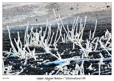 Icy Branchs