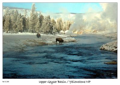 Bison on the Firehole River