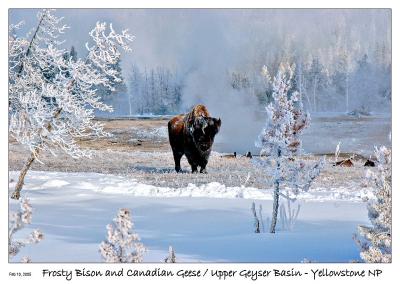 Frosty Bison and Canadian Geese