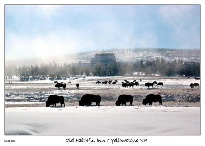 Bison and the Old Faithful Inn