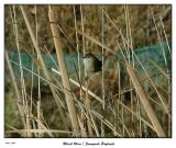 Marsh Wren at the Sunnyvale Baylands