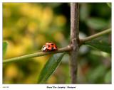 Brand new ladybug in the yard