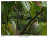 Thrush