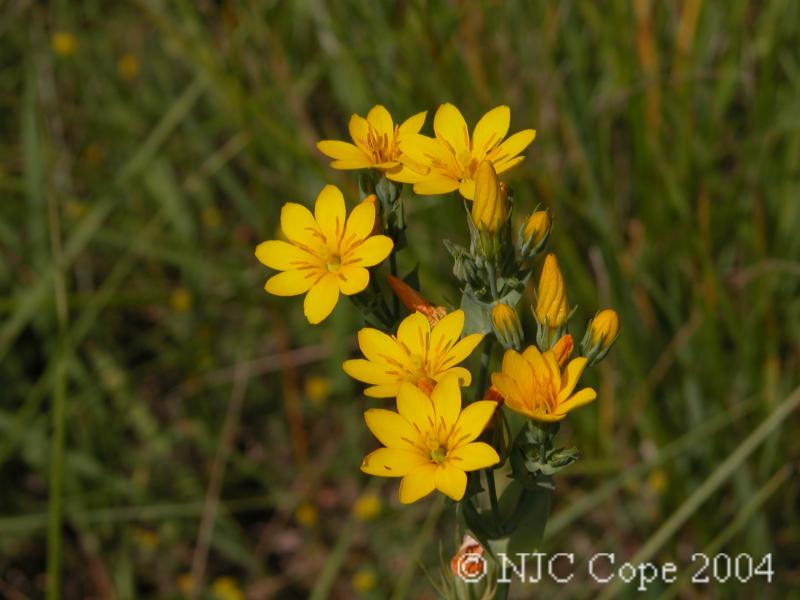 Blackstonia perfoliata