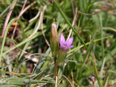 Gentiana anglica 4