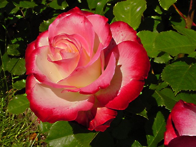 rose50061.JPG
