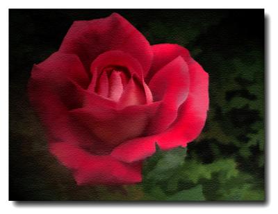 Rose on canvas