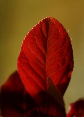 Sandcherry Leaf