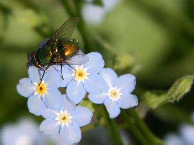 Forget Me Not Fly