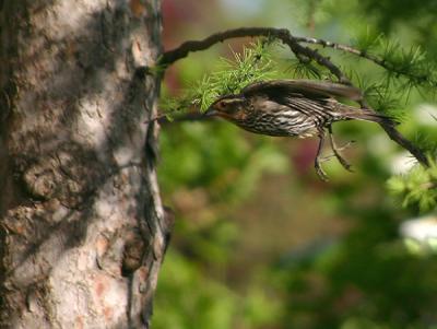 She's going in for a landing...