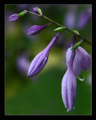 Hosta...blue