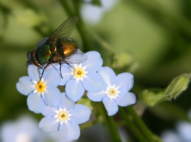 Forget Me Not Fly