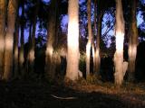 Line Of Light