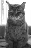 At Attention