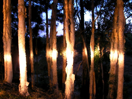 Into The Trees