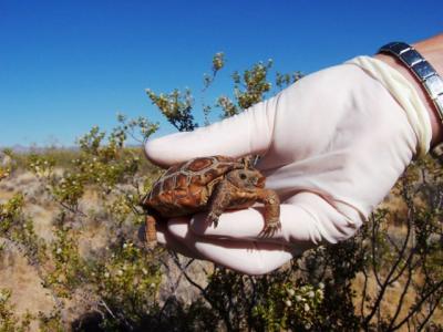 u46/candreae/medium/33926407.2yroldbabytortfoundbyB.HagertyinPiuteEldorado2.jpg