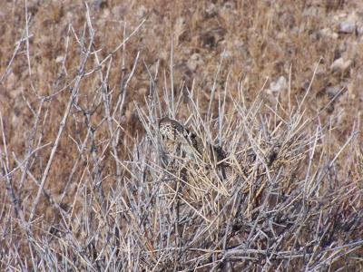 u46/candreae/medium/33926435.CollaredLizardfoundinaephedraplantaboveMormonMesa.jpg