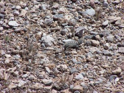 u46/candreae/medium/33926436.CollaredlizardfoundontransectbyMattinMormonMesa.jpg
