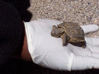 u46/candreae/medium/33926450.DamonDuncanholdingababydeserttortoise.jpg