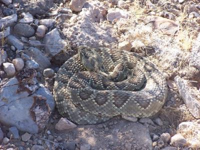 u46/candreae/medium/33926578.MojaveRattlesnakethatRachelsteppedon.jpg