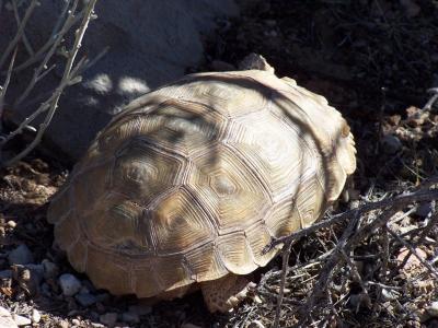 u46/candreae/medium/33926644.blondetortoisefoundinawashAZtransects.jpg