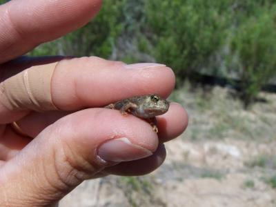 red spotted toad.jpg