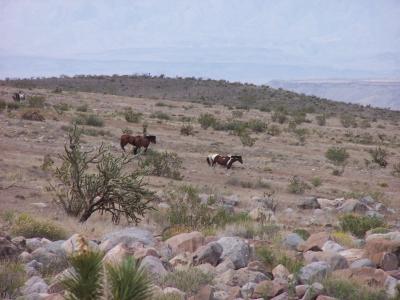 wild horses grazing in AZ.jpg