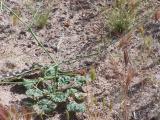 gopher snake found along Elgin Rd in Coyote Springs.jpg