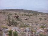 wild horses grazing in AZ.jpg