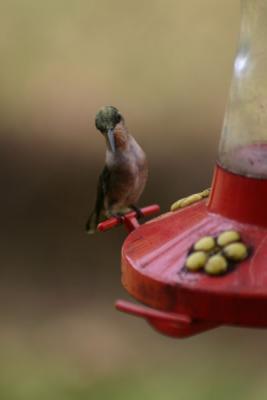 u46/canon_300d/medium/33866138.Hummer09142004.jpg